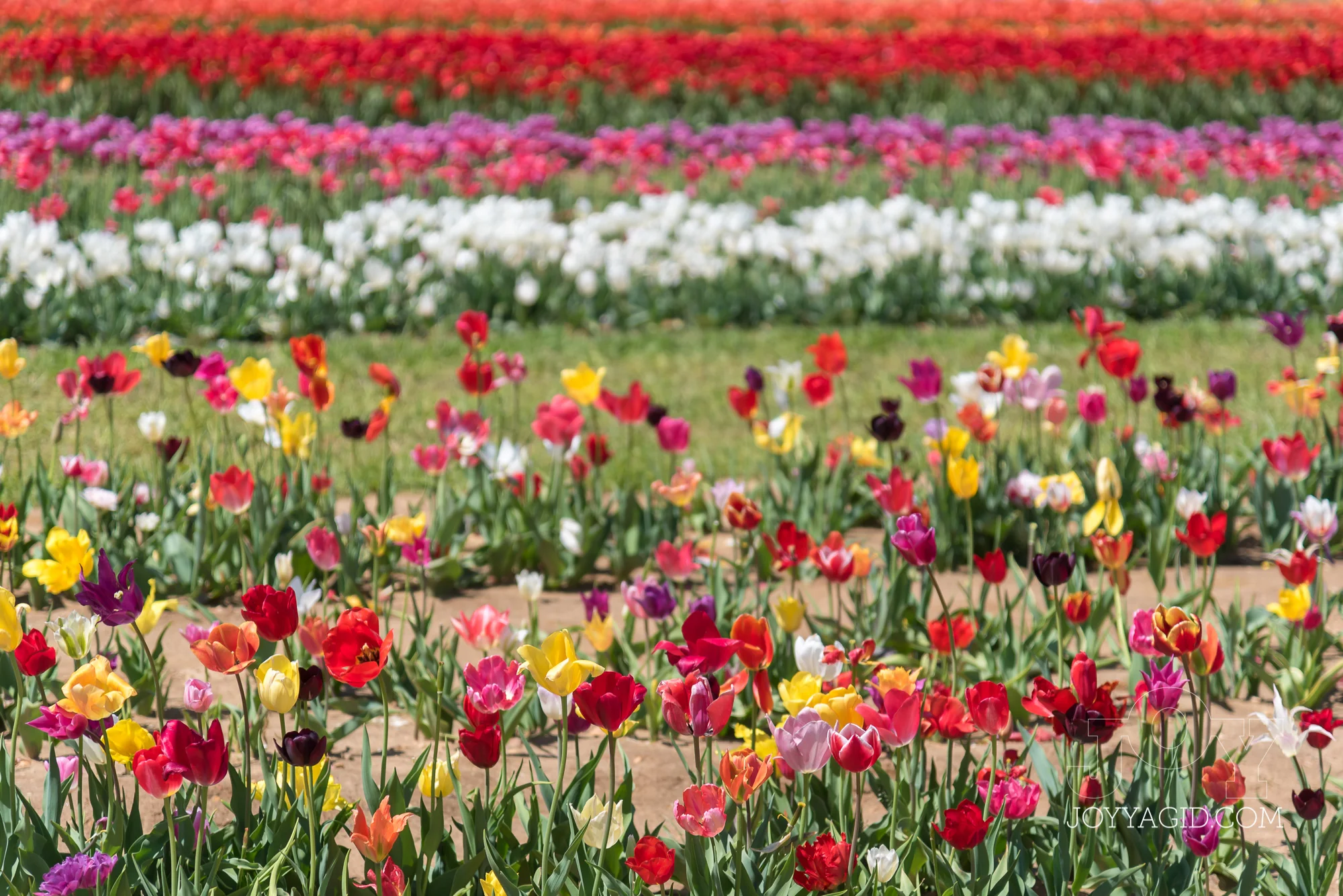 TulipFarm2019-6439.jpg