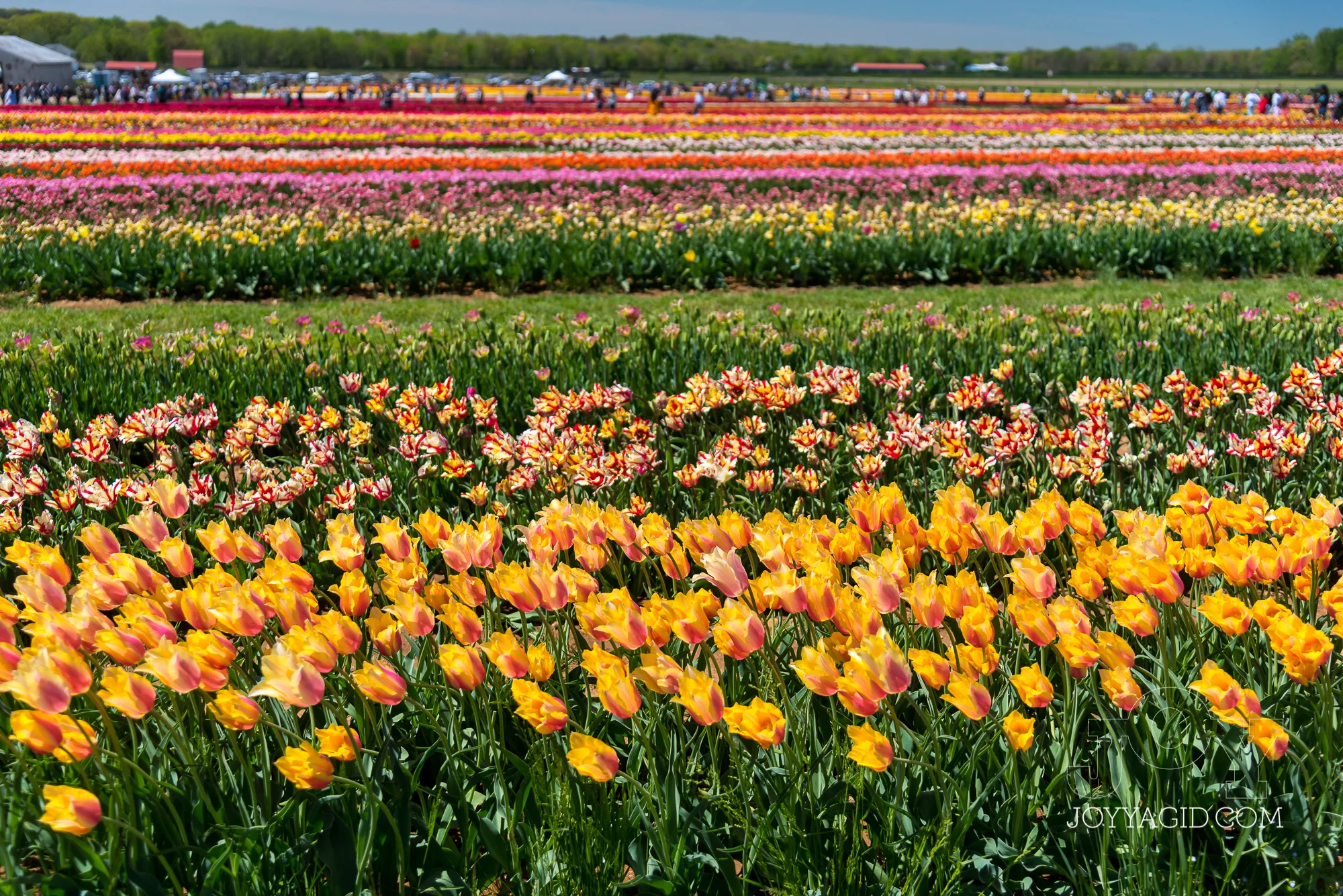 TulipFarm2019-6754.jpg