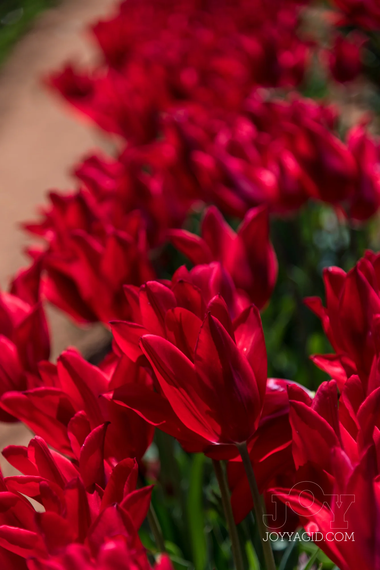 TulipFarm2019-6852.jpg