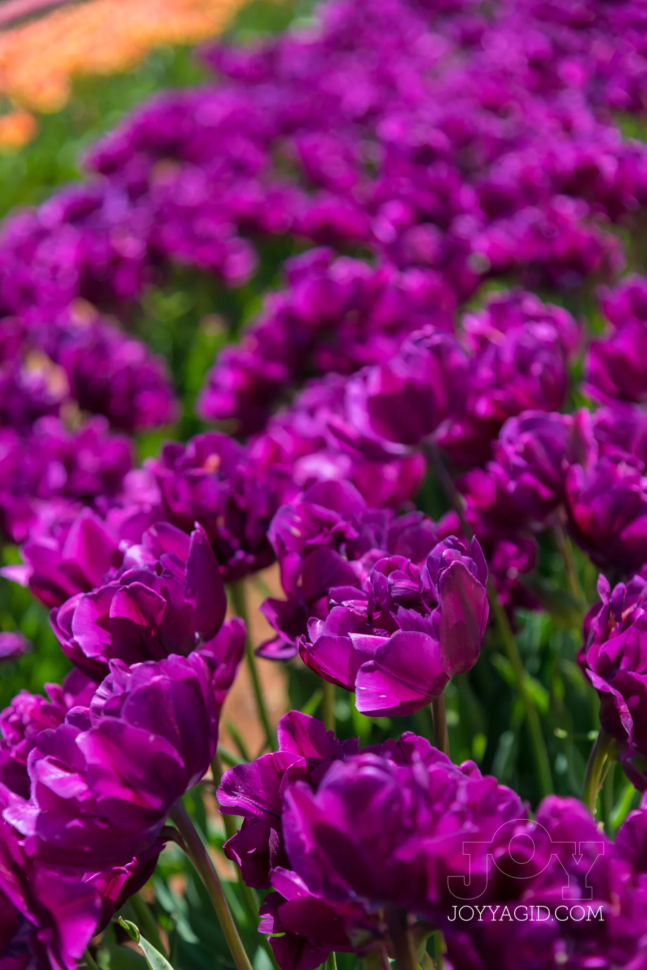 TulipFarm2019-6790.jpg