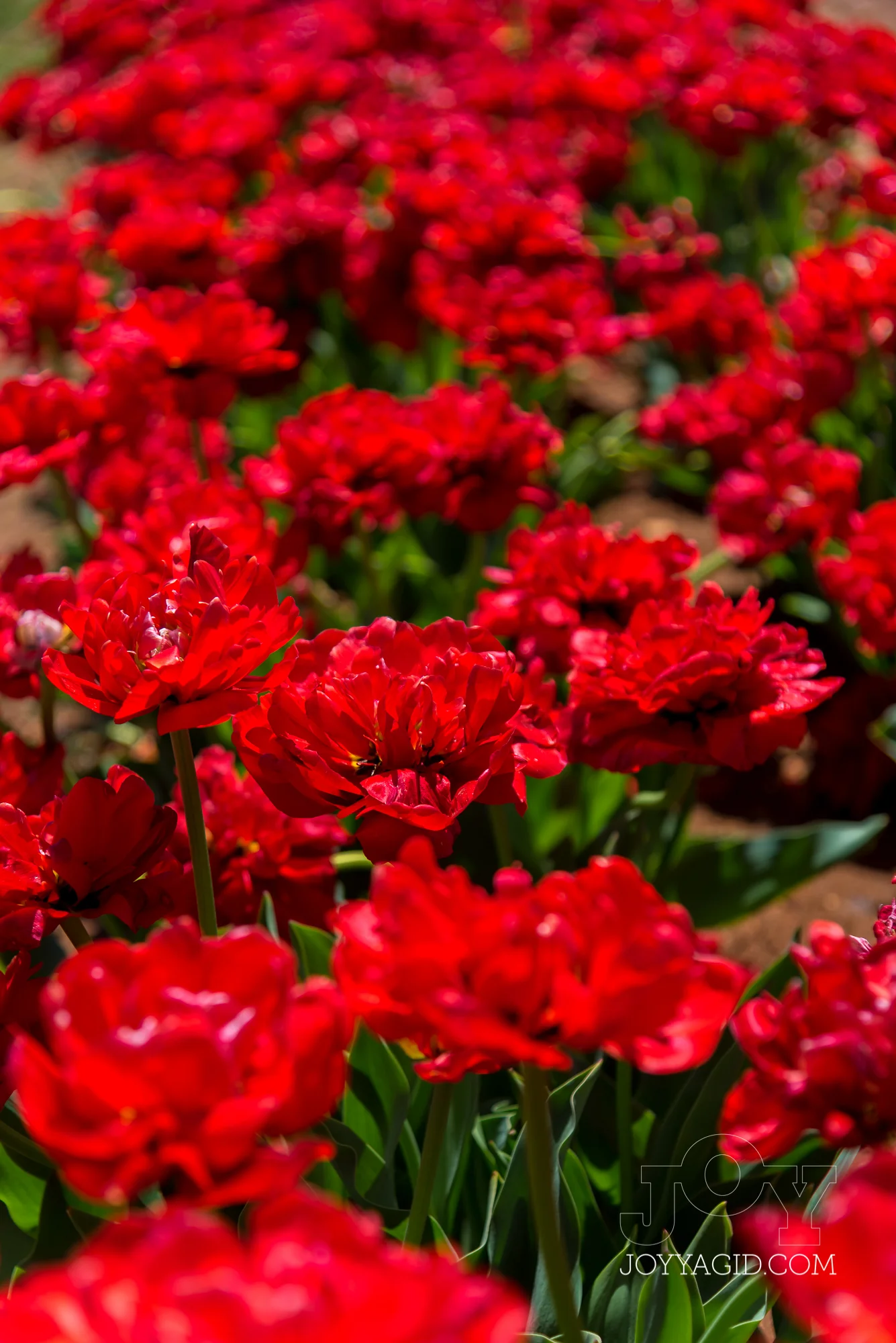 TulipFarm2019-6781.jpg