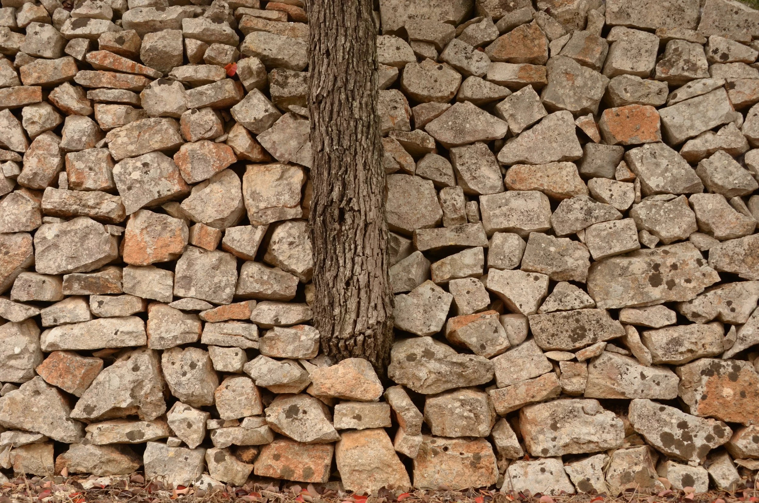 Olive tree growing through a dry stone wall, Puglia