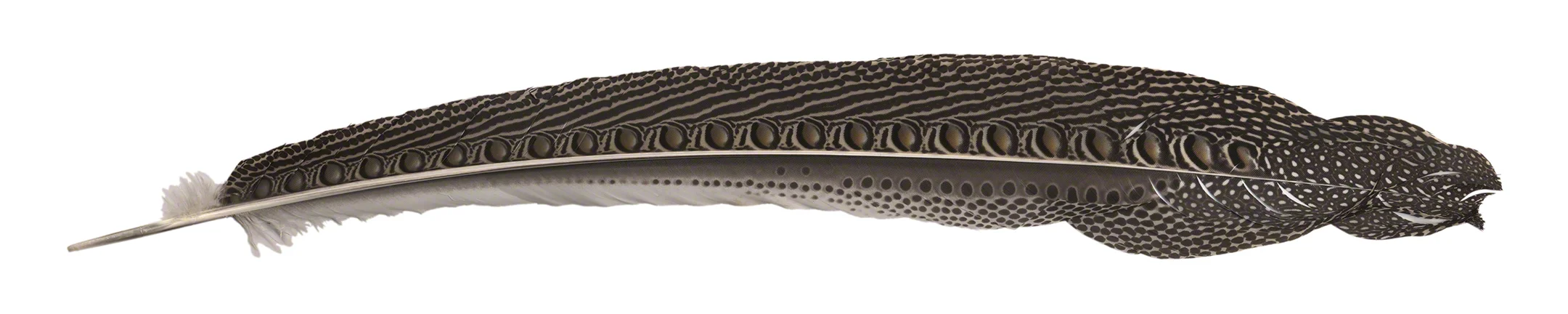 Great Argus Feather (click to enlarge)