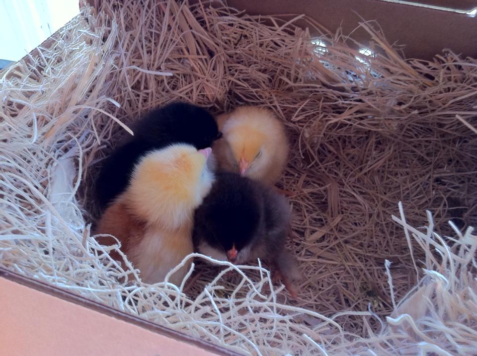 Petrified baby chicks. Traveling across the country on your first day in the world is no doubt terrifying. The yellows are Golden Bluffs and the black are the Partridge Cochins. 