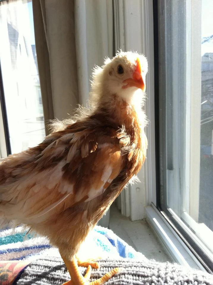 Rosie. Sunning and hanging out. 