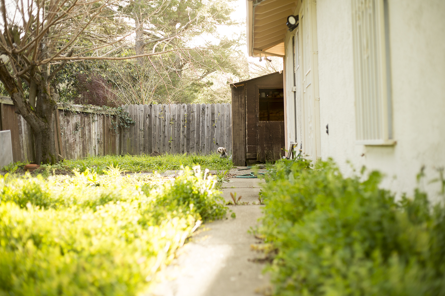In this photo, Biscuit is near the hole my uncle originally dug up.