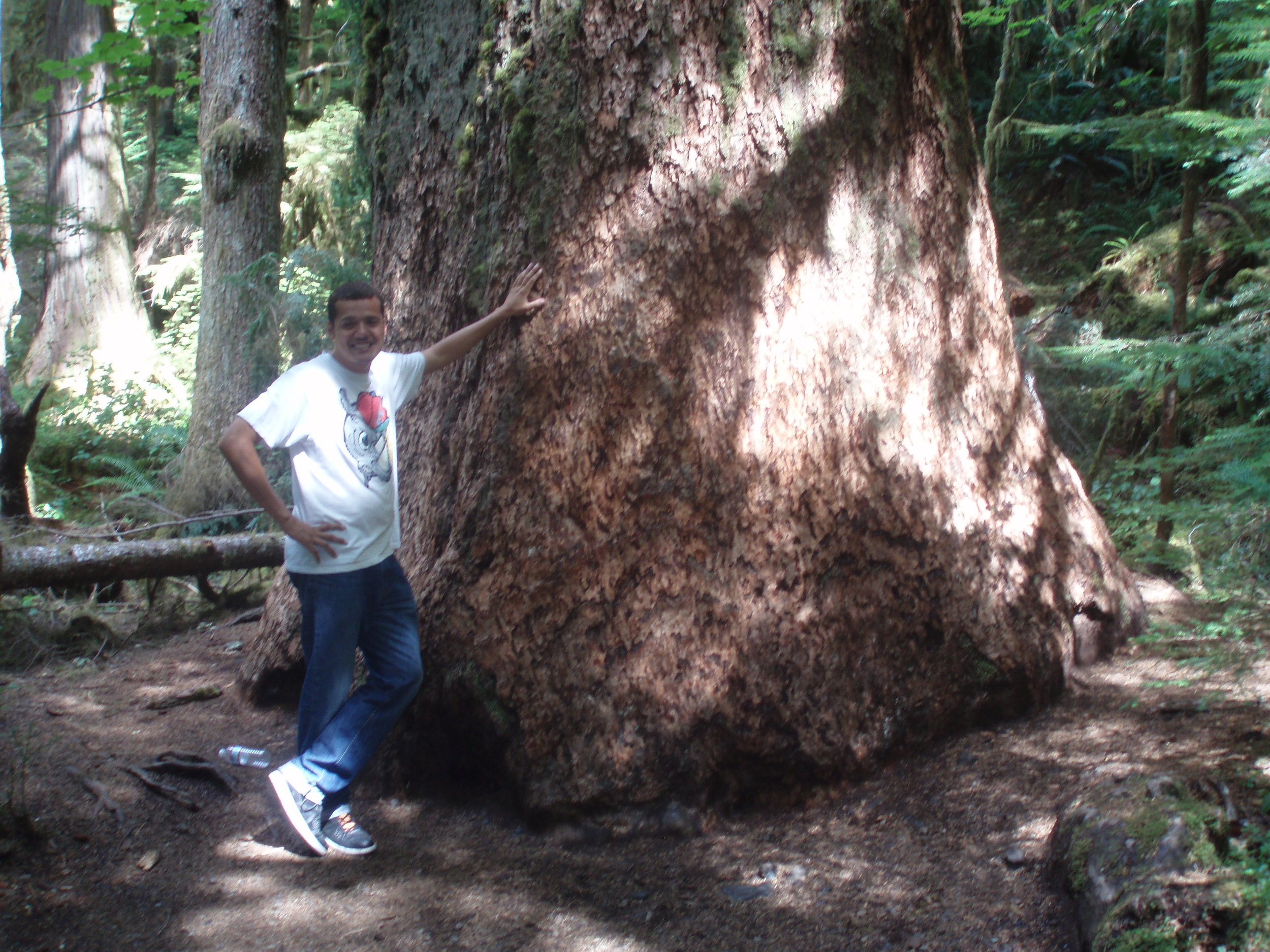 Largest spruce tree near Quinault Lake, Olympic Peninsula