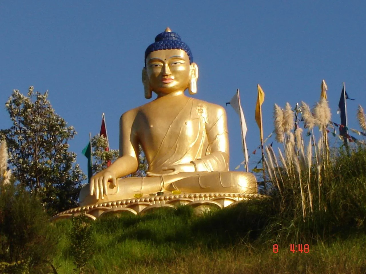 Kiwi Buddha.jpg