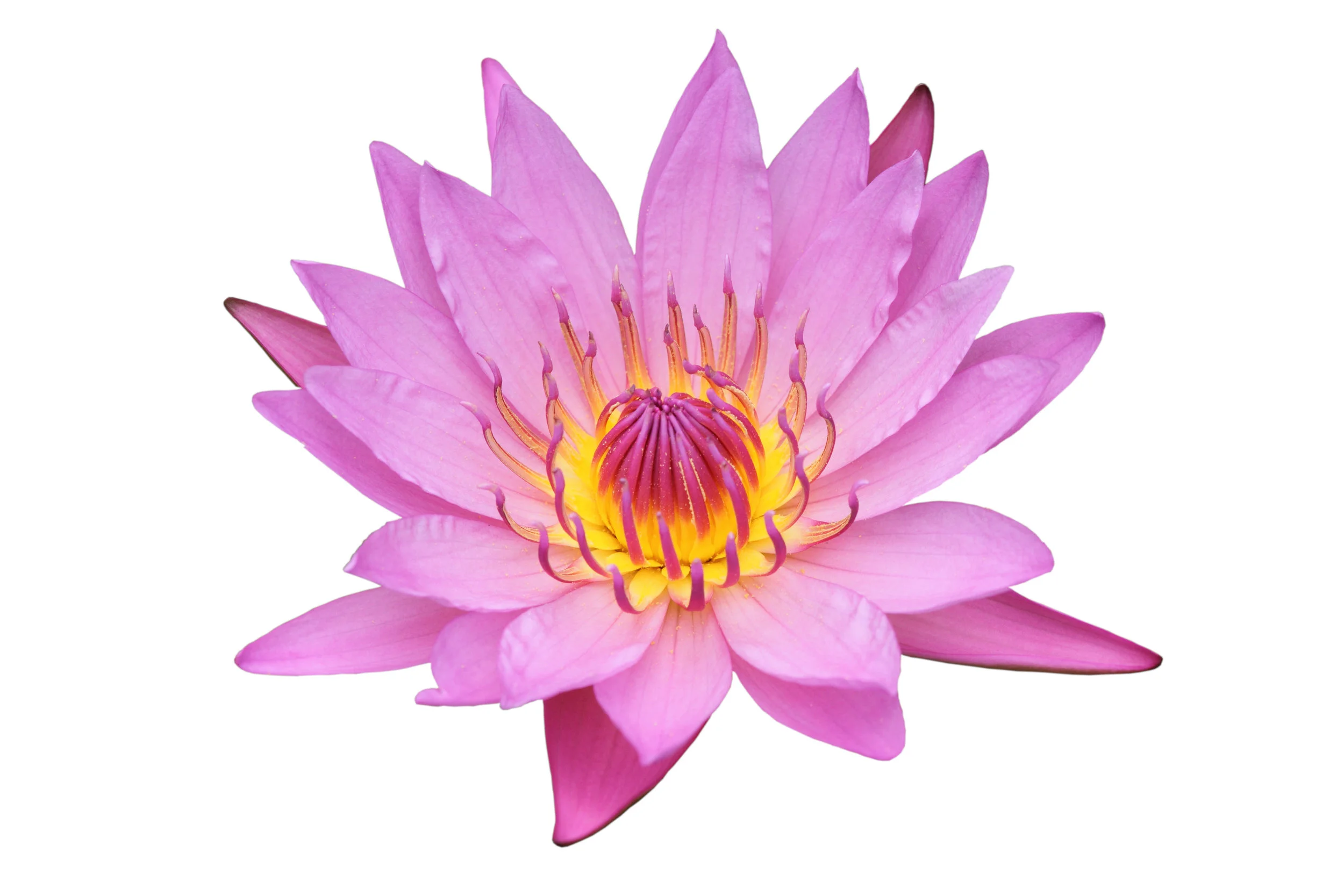 lotus