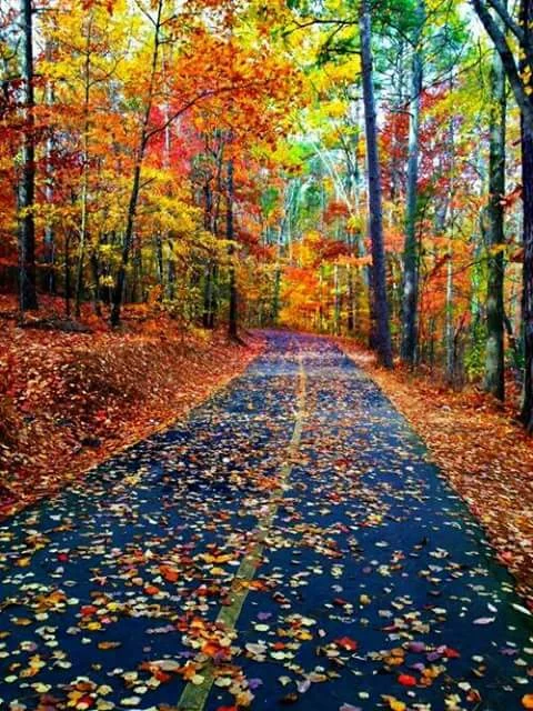 beautiful leaves.jpg