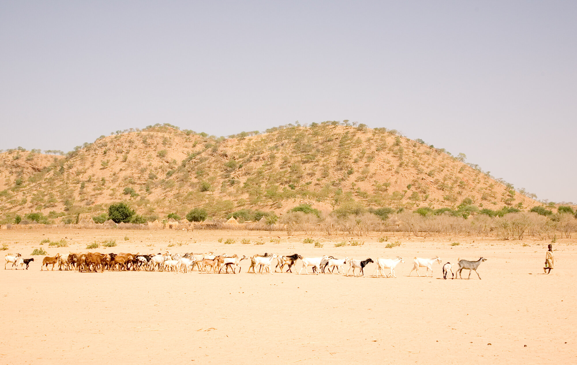 Boy Herding Goats.jpg