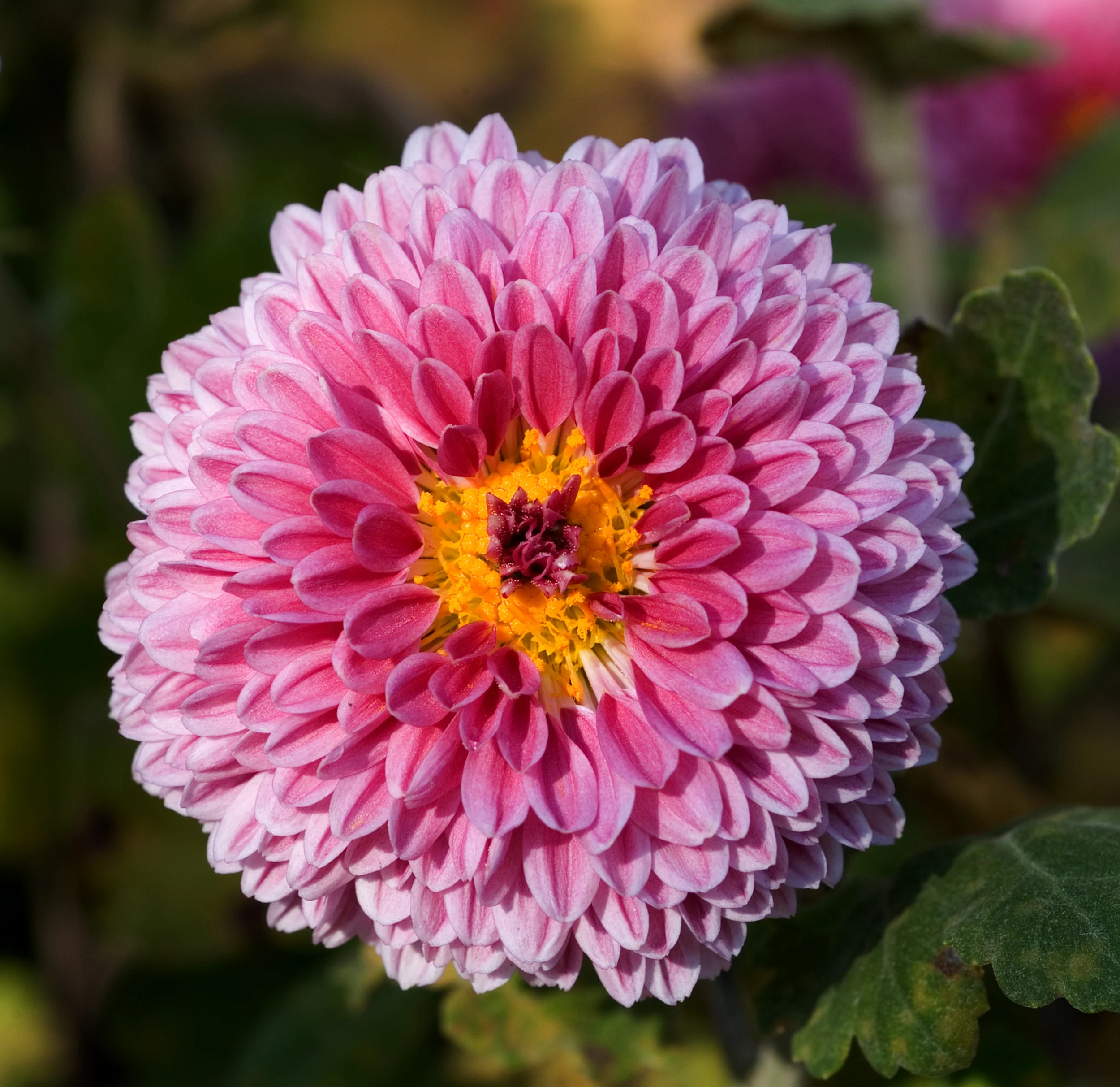 2. El crysanthemum, rosadito y muy muy parecido a las dahlias. Este es el color de pelo que quisiera andar. Jaja :) 2. The chrysanthemum, pink and similar to the dahlias. This is the color I wish to have my hair. :)