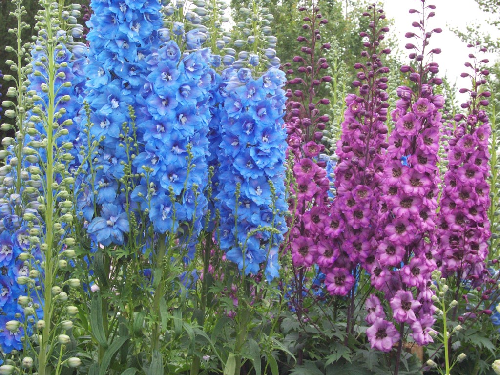 delphinium2.jpg