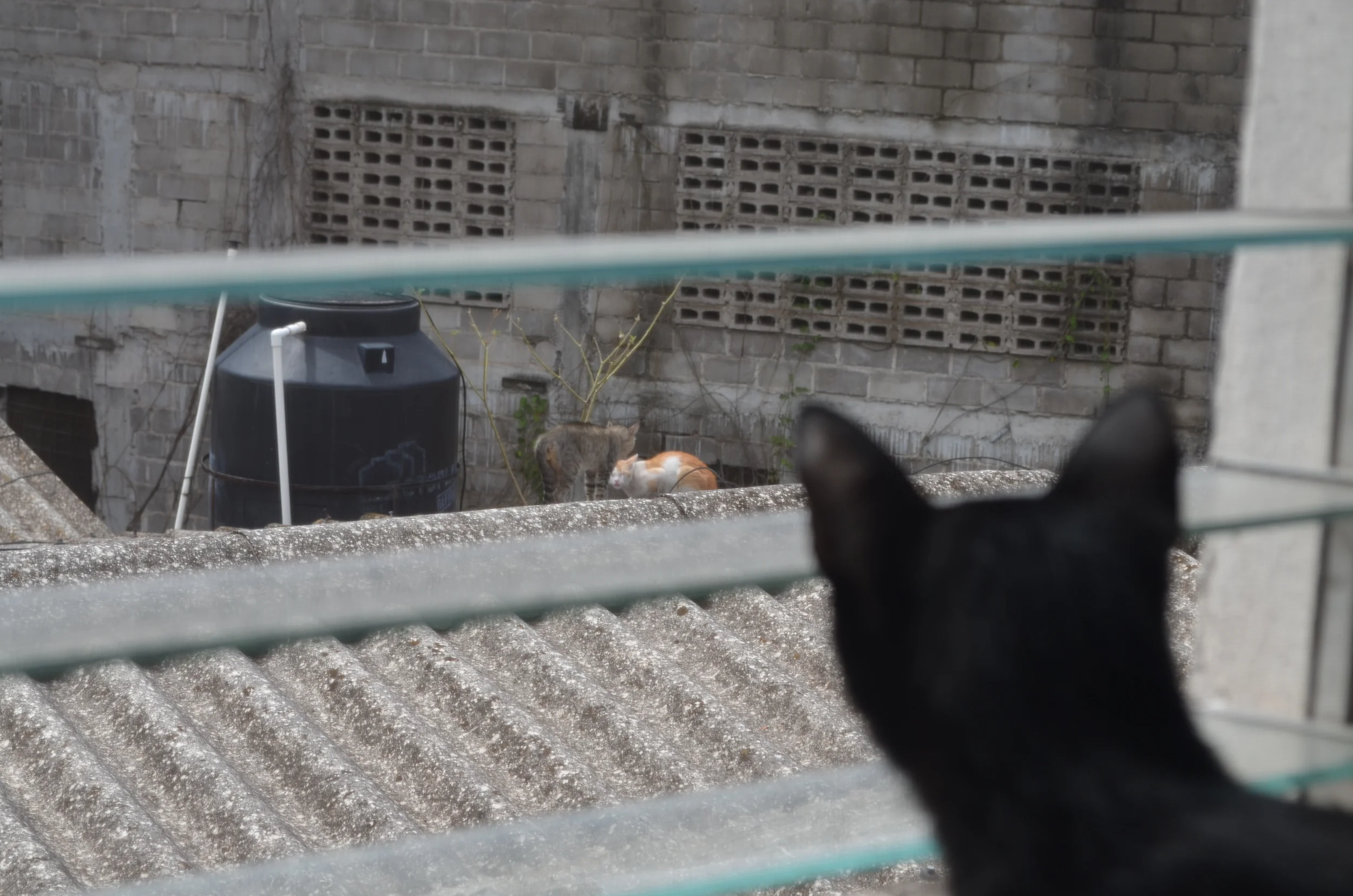 DSC_0313.JPG