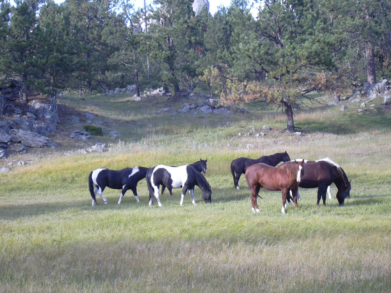 Grazing horses.JPG