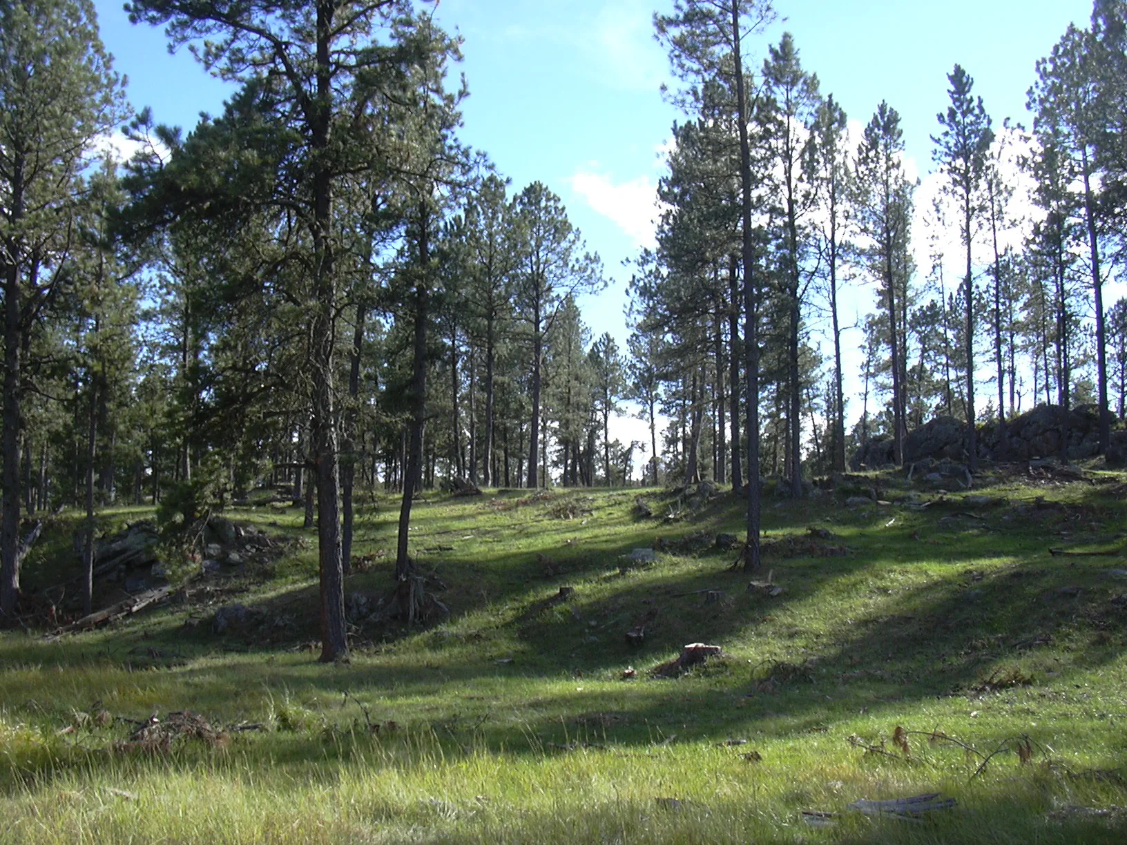Grass, trees and sky.JPG
