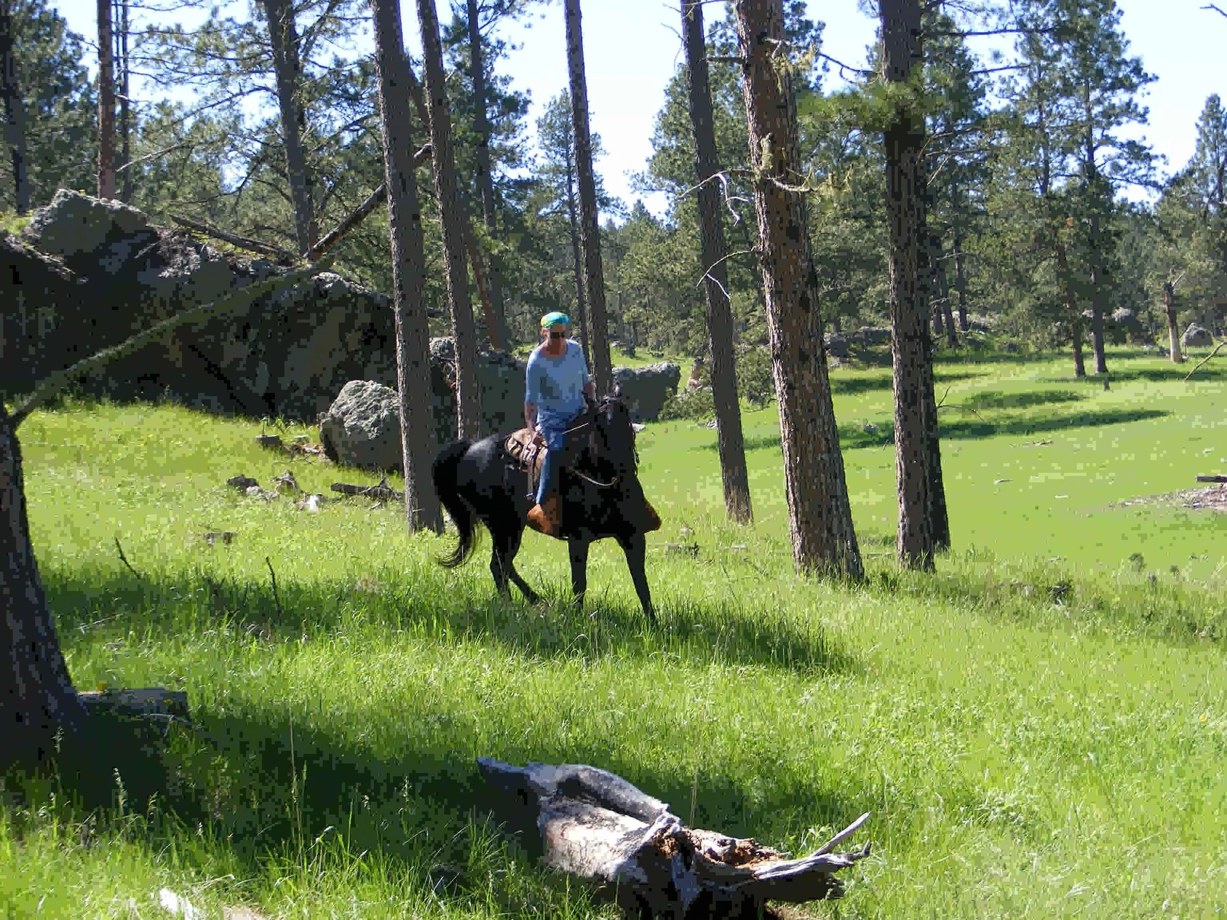 Hollingsworth Horses