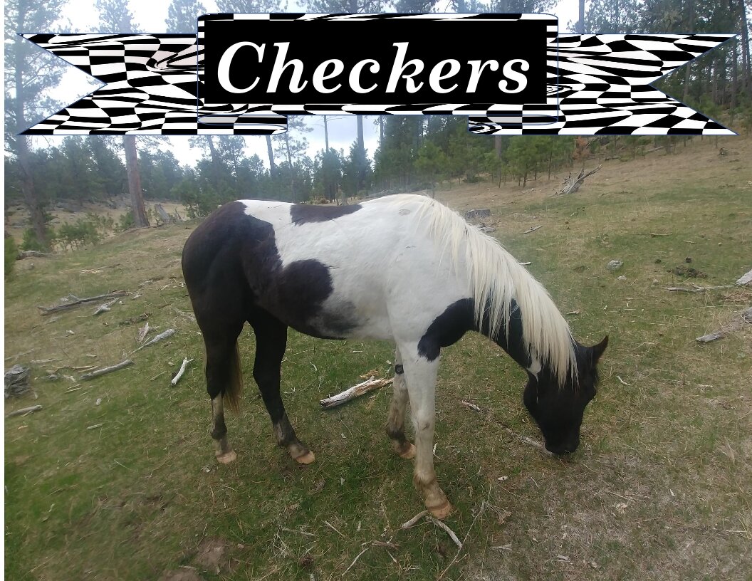 Checkers.jpg