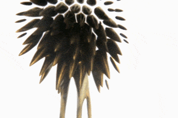 gold-ferrofluid