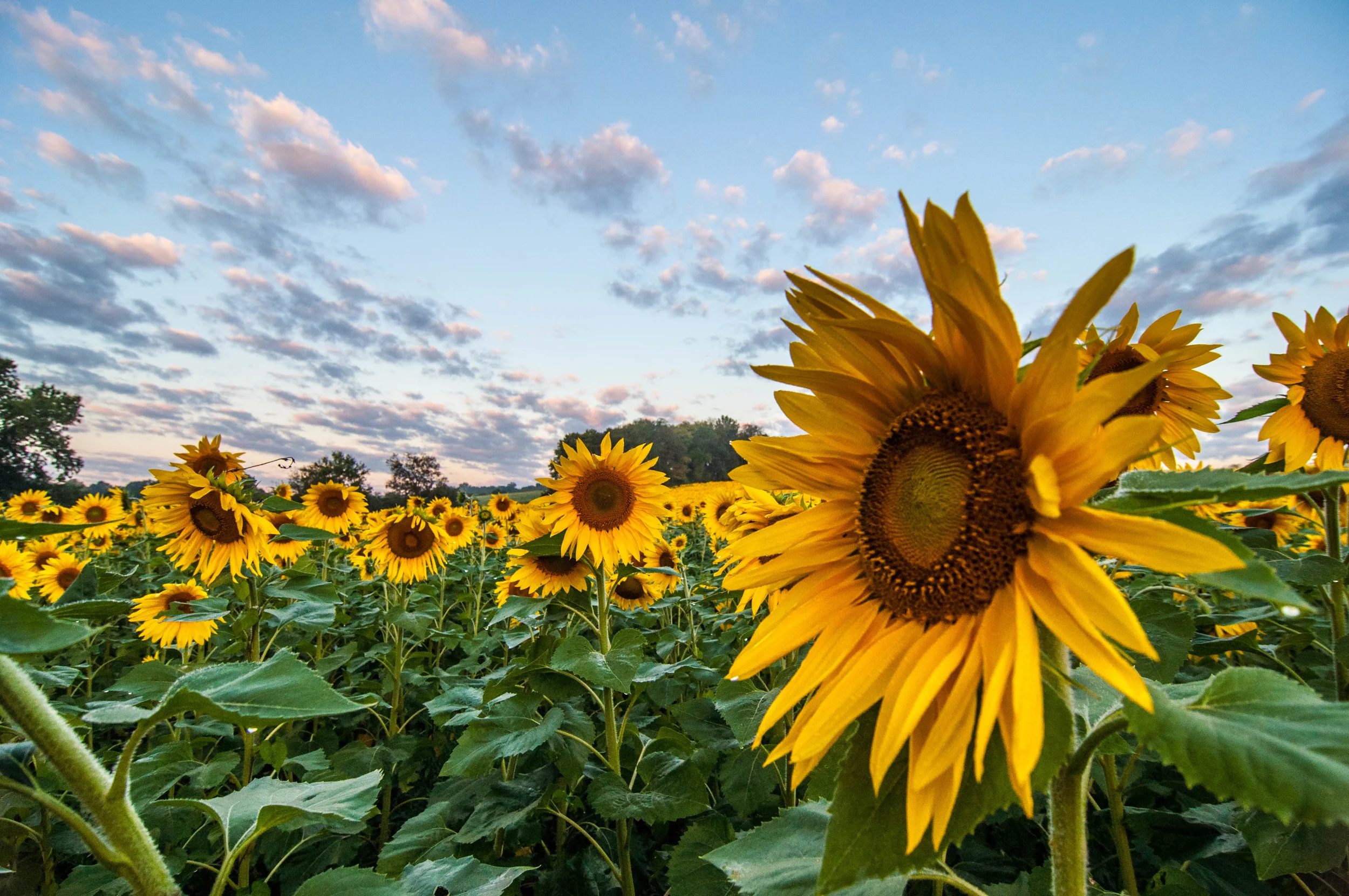 Kinda Droopysun (Copy)