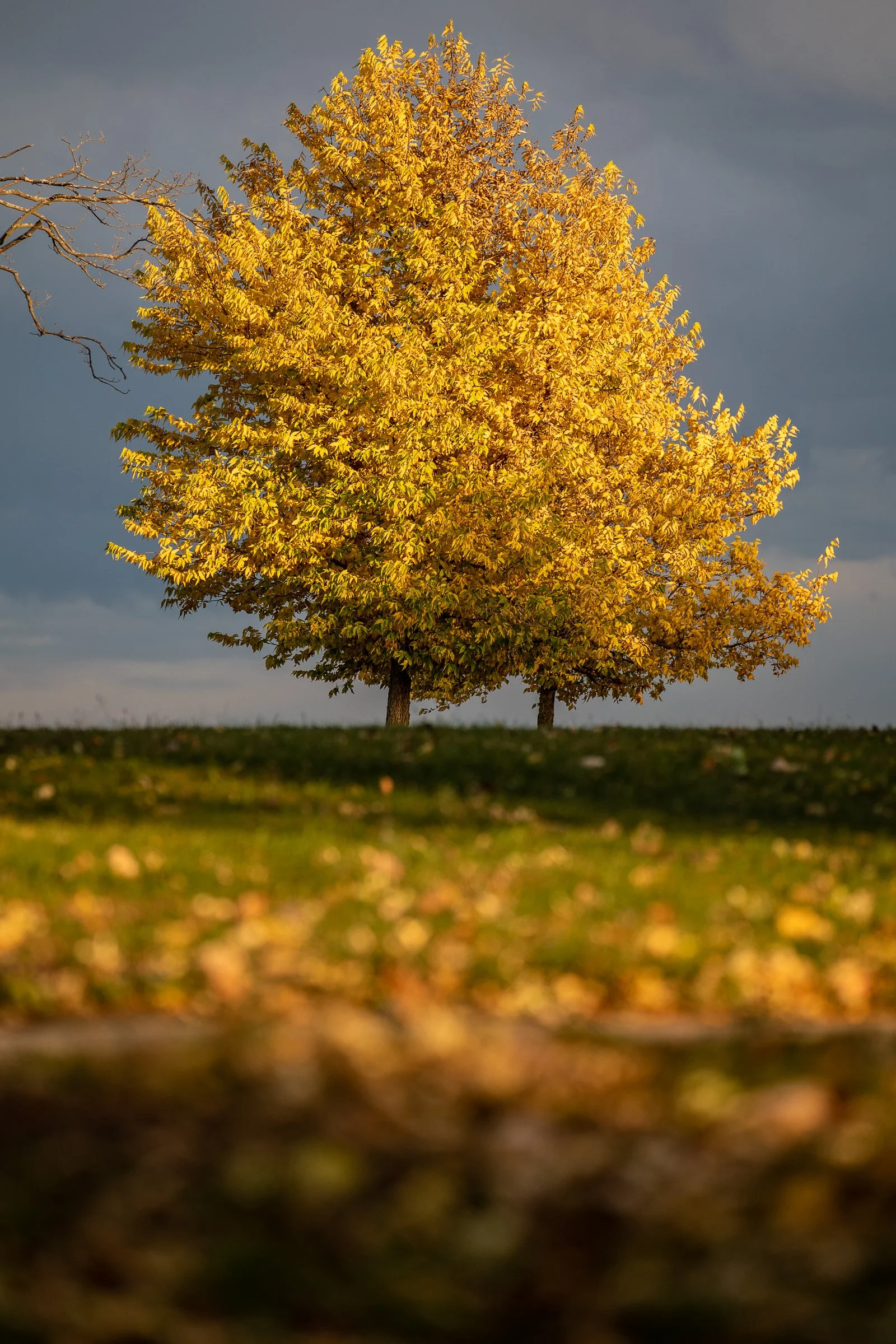 _MG_3084.jpg