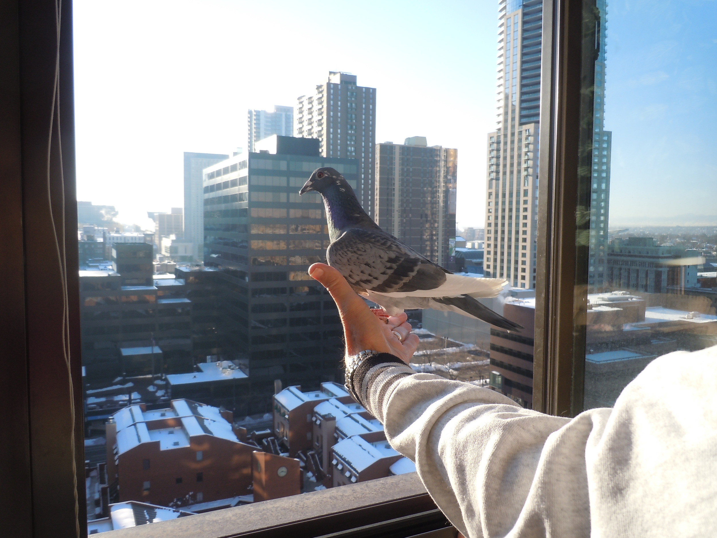 2012Pigeon 006.jpg