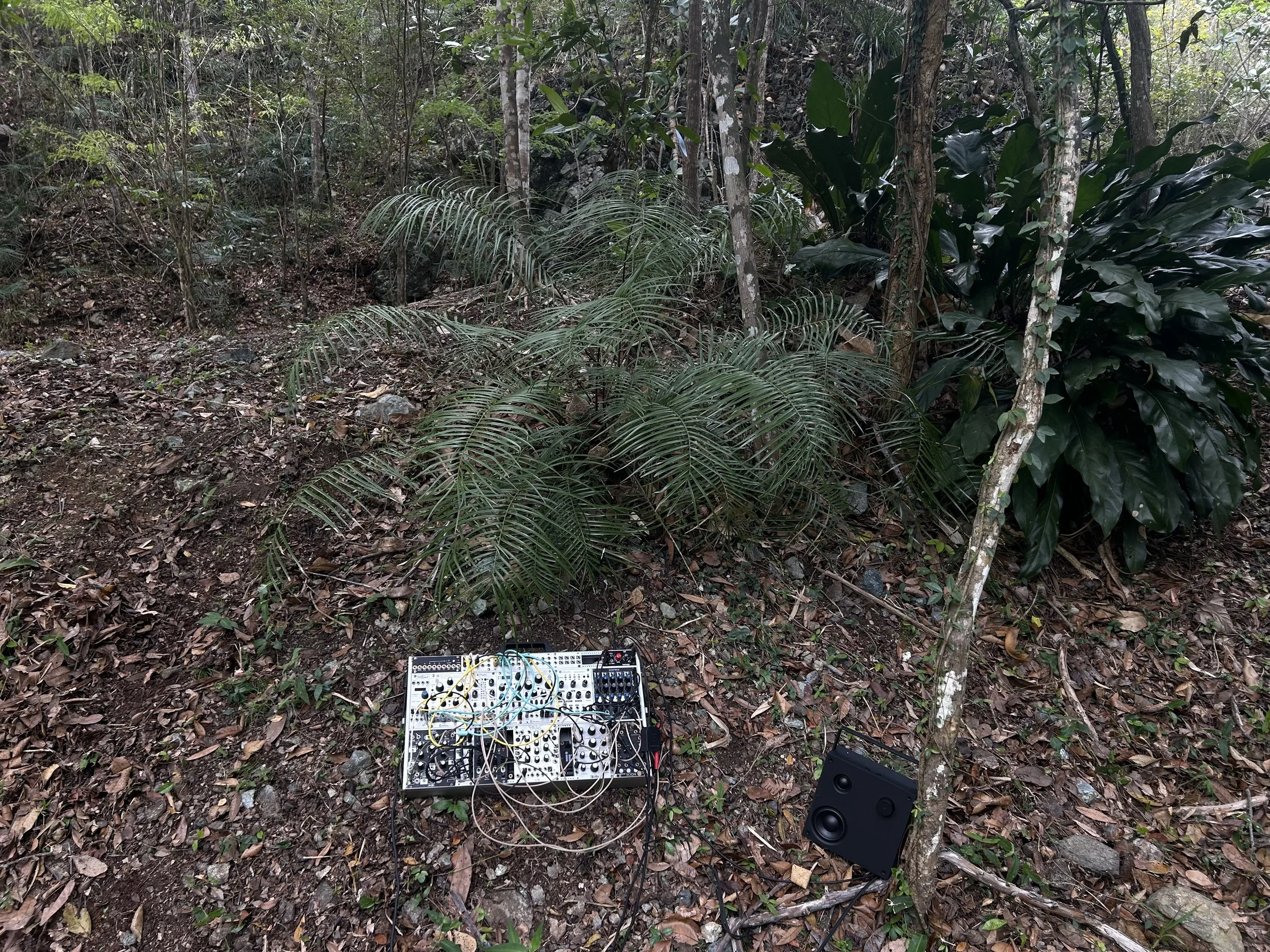 Radio recording in forrest.jpeg