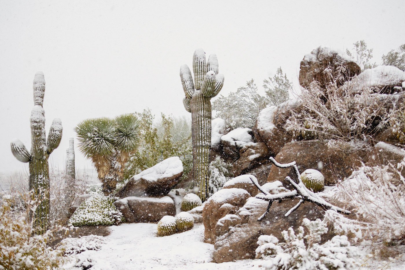 snow falling in the arizona desert