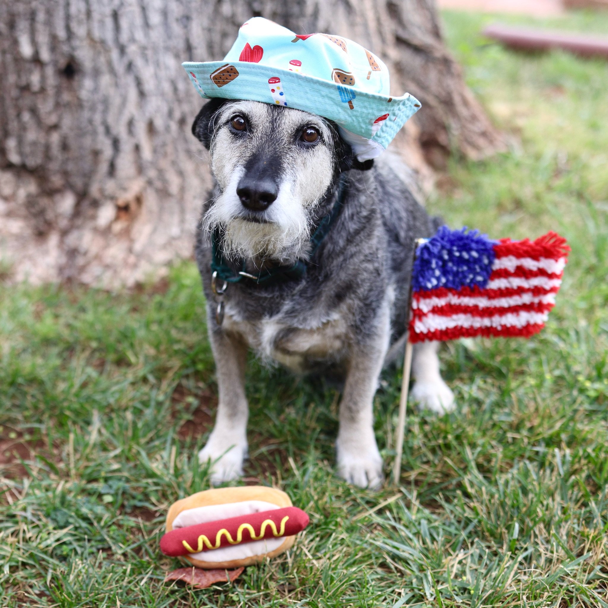 old dog dressed up for july 4th