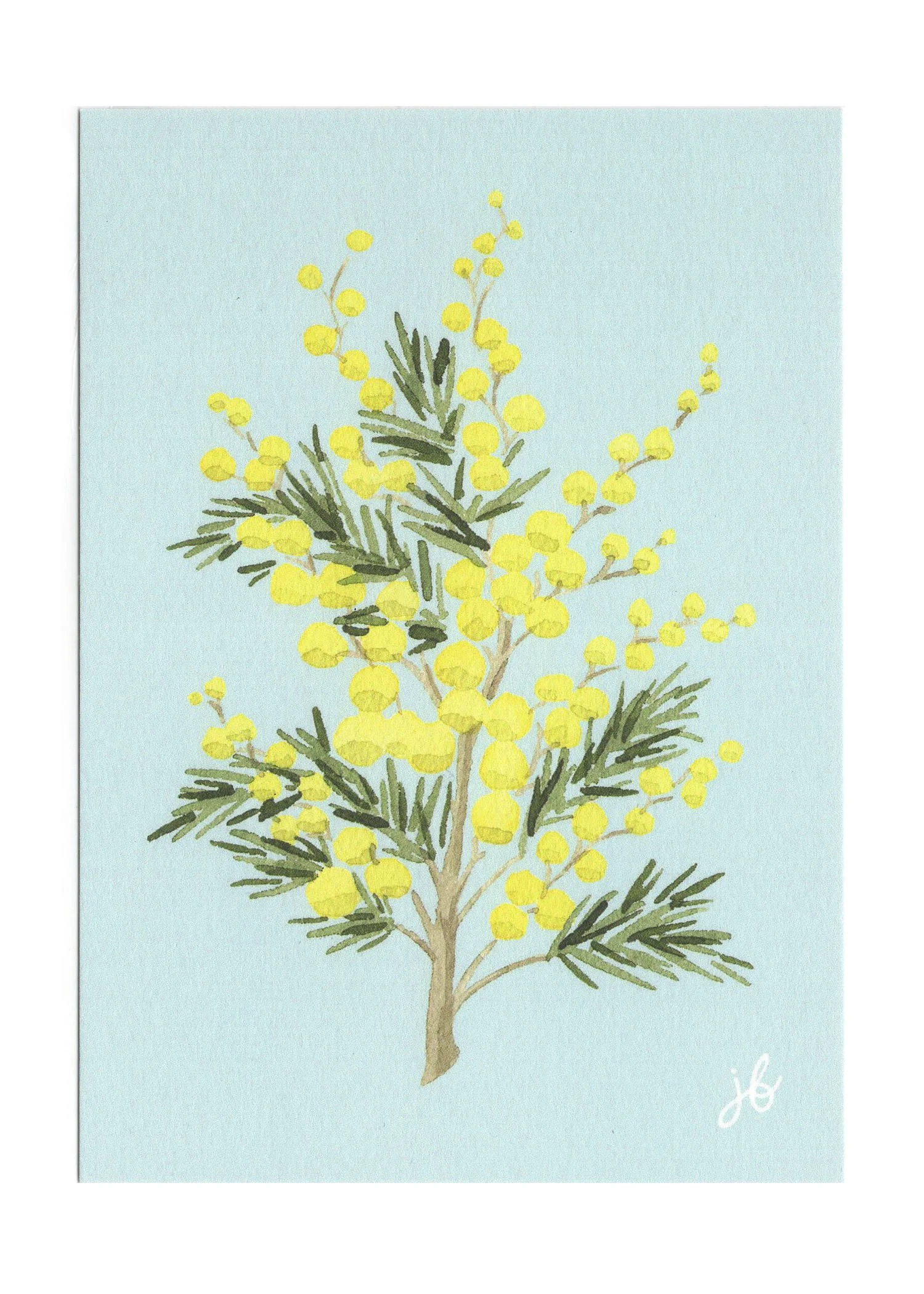 Mimosa Postcard