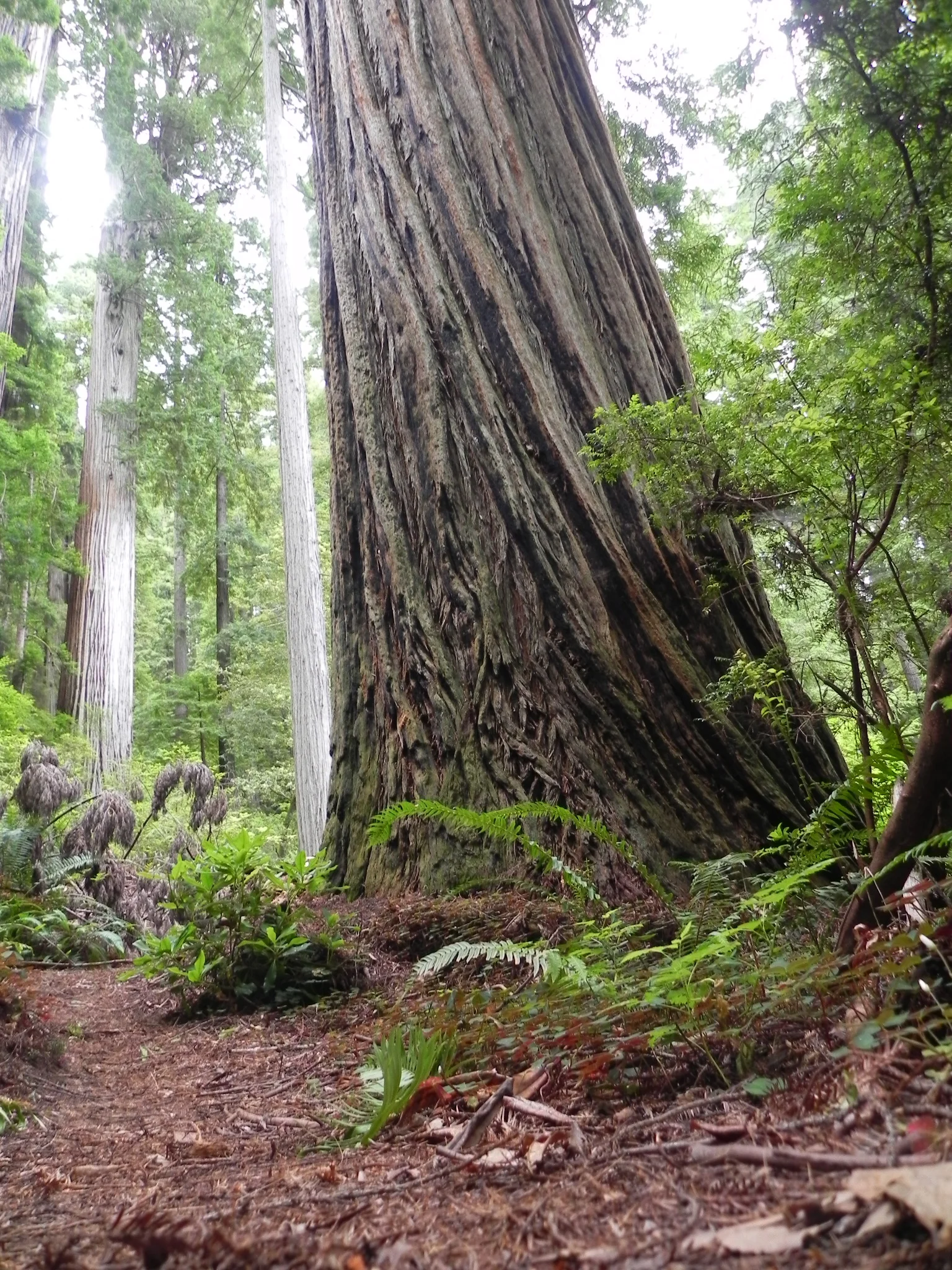 Flint Ridge, Prairie Creek Redwoods