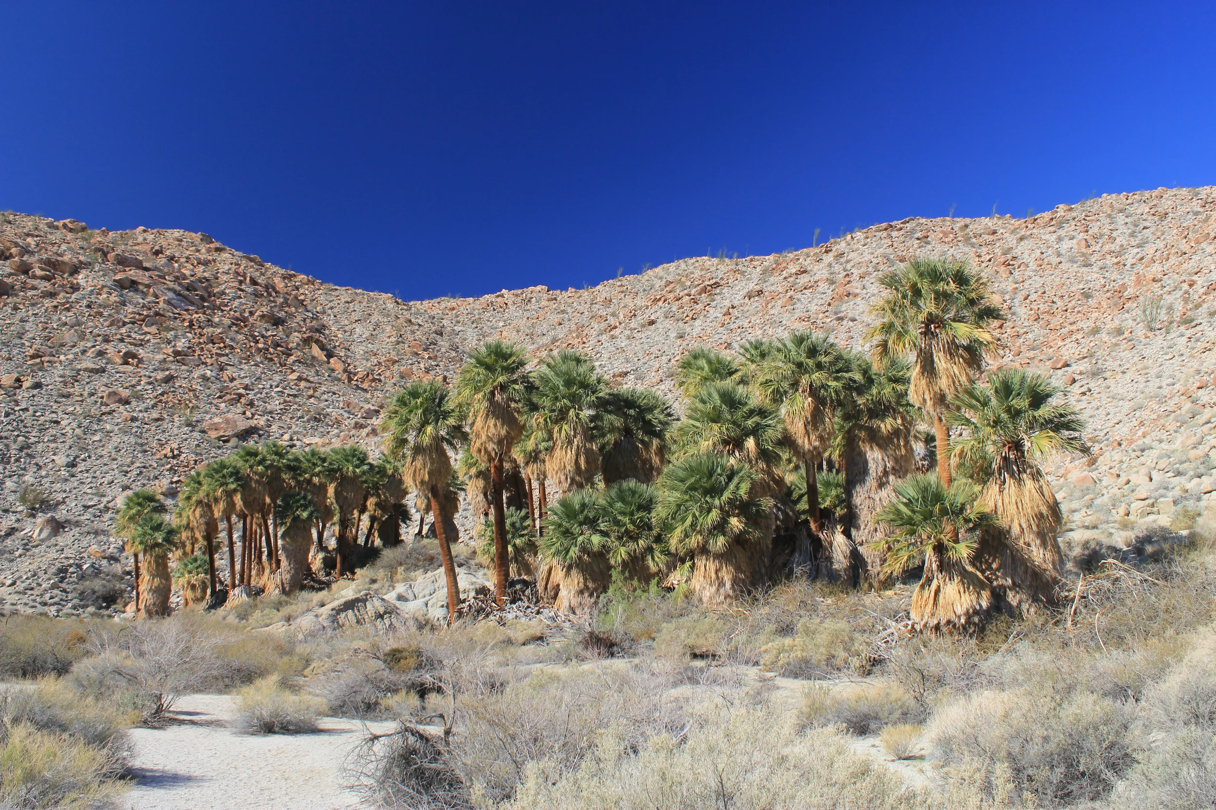 Palm oasis, Colorado Desert, California