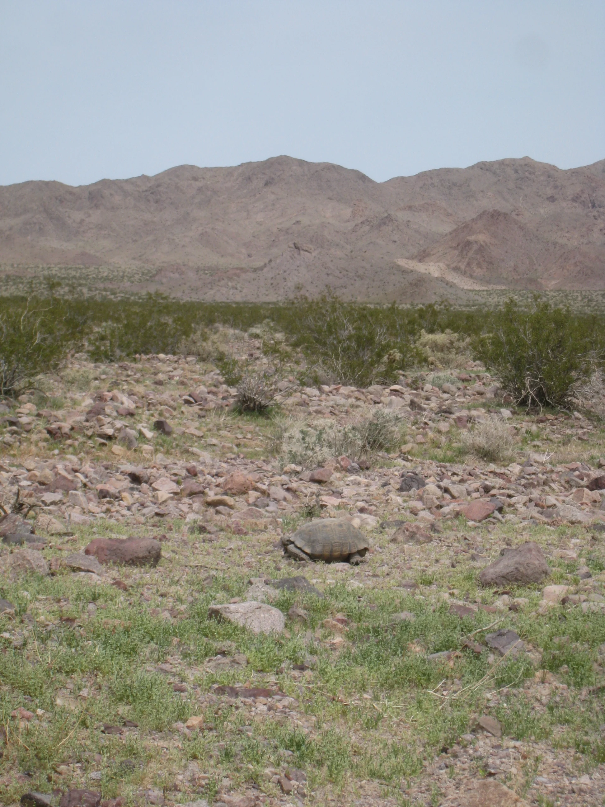 Calico near Pisgah Crater, California