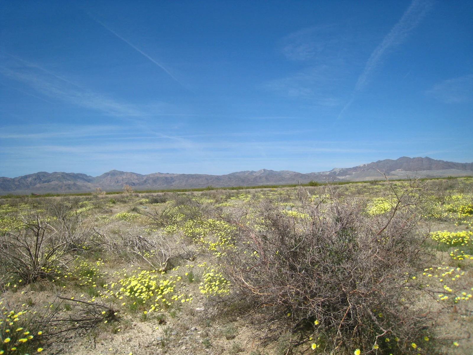 Desert Sunlight, Desert Center, 2010