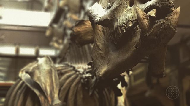 Bones of contention.