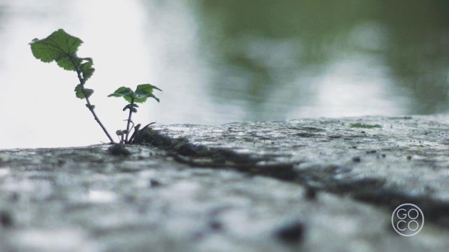 Perseverance.