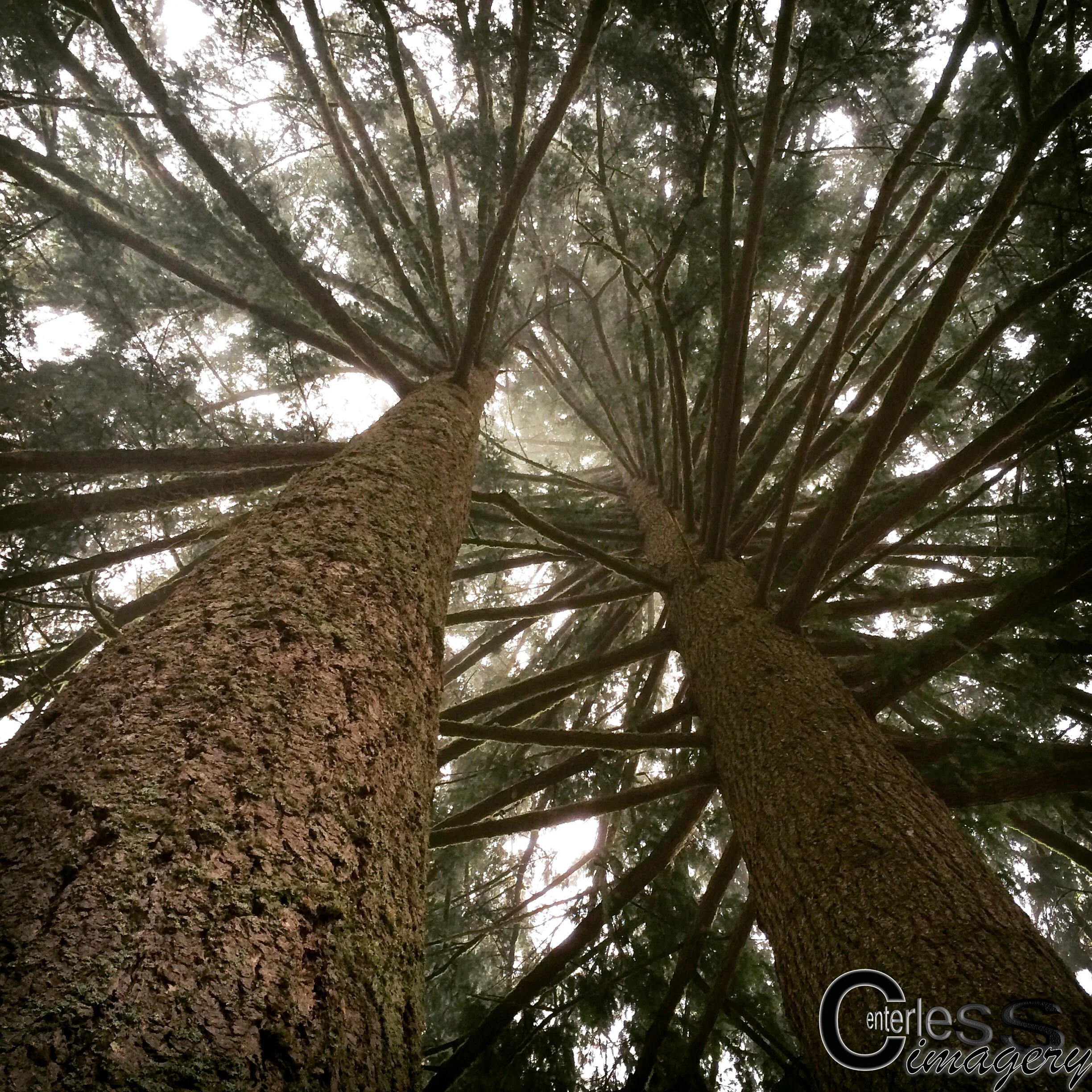 Canopy