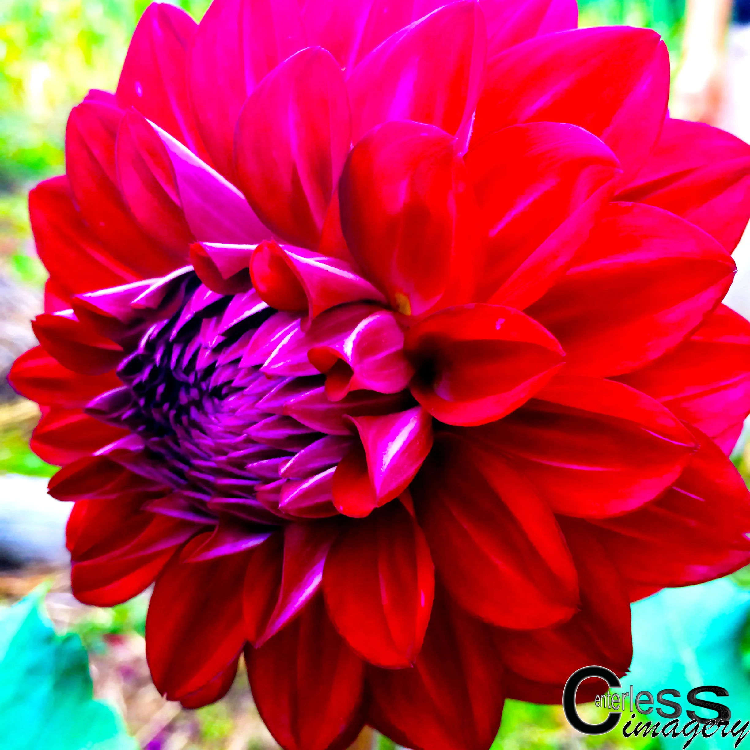 Opening Flower