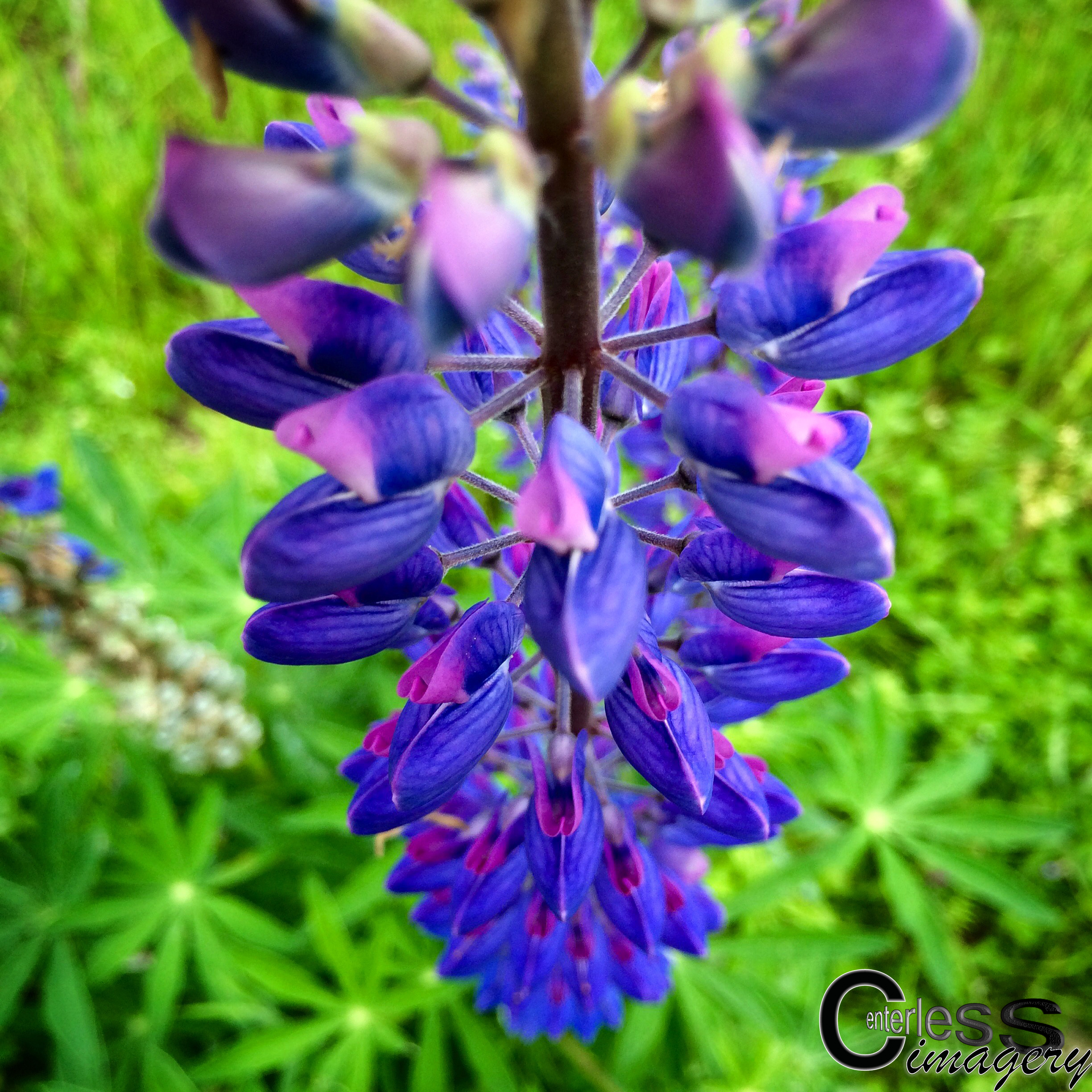 Purple Flowers