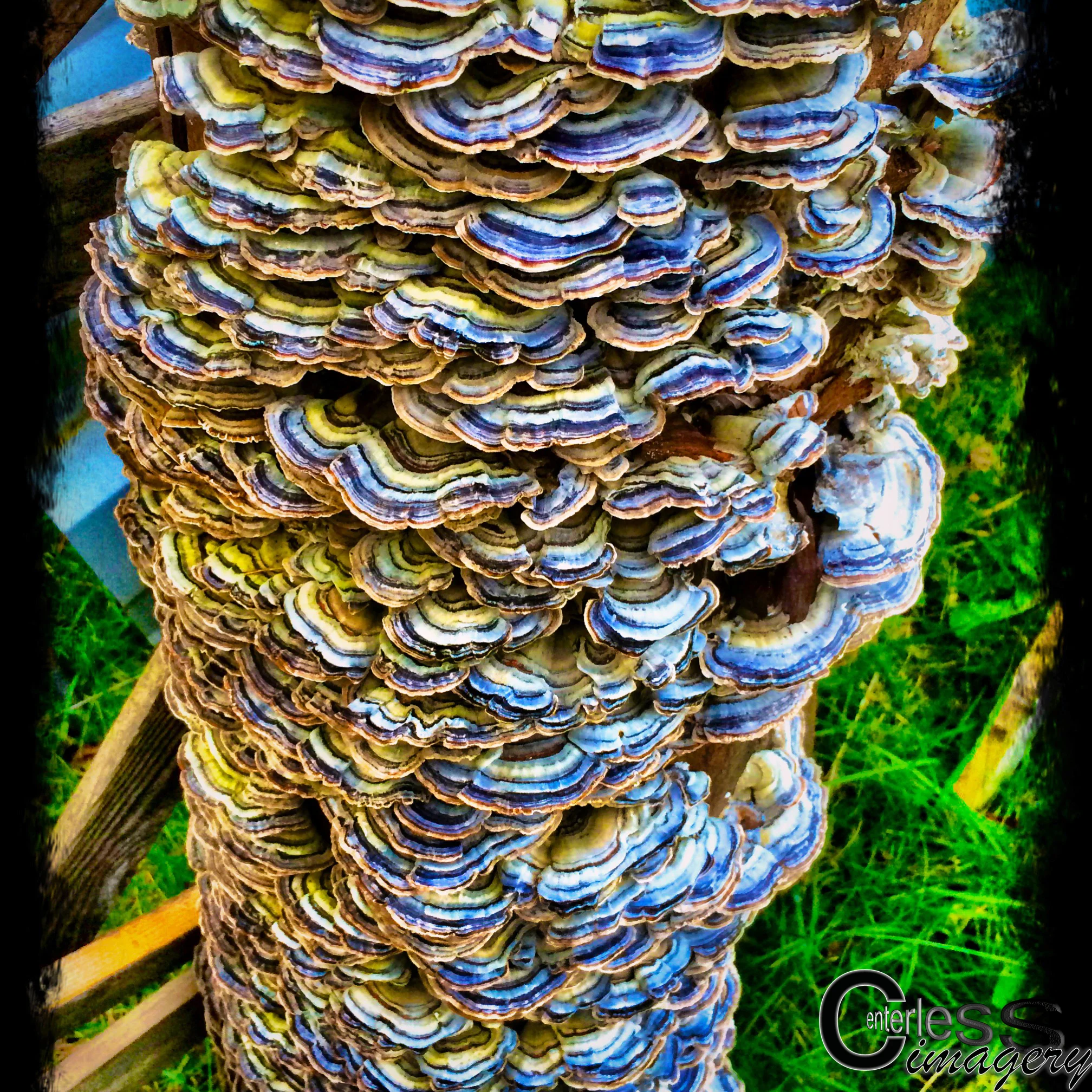Turkey Tails