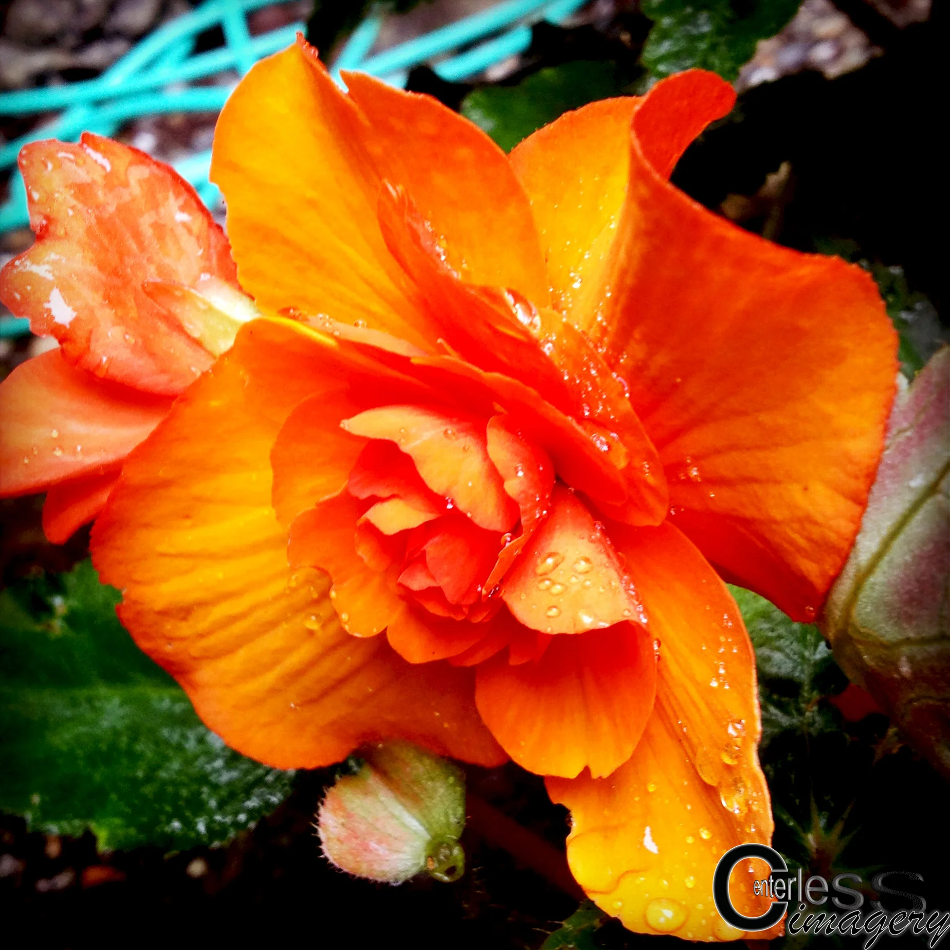 Orange Flower 8x8.JPG