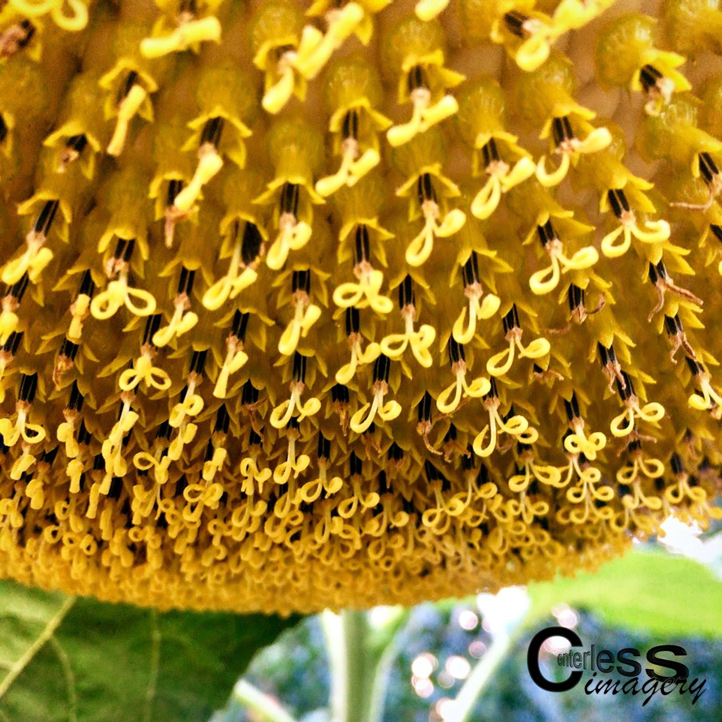 Sunflower Macro