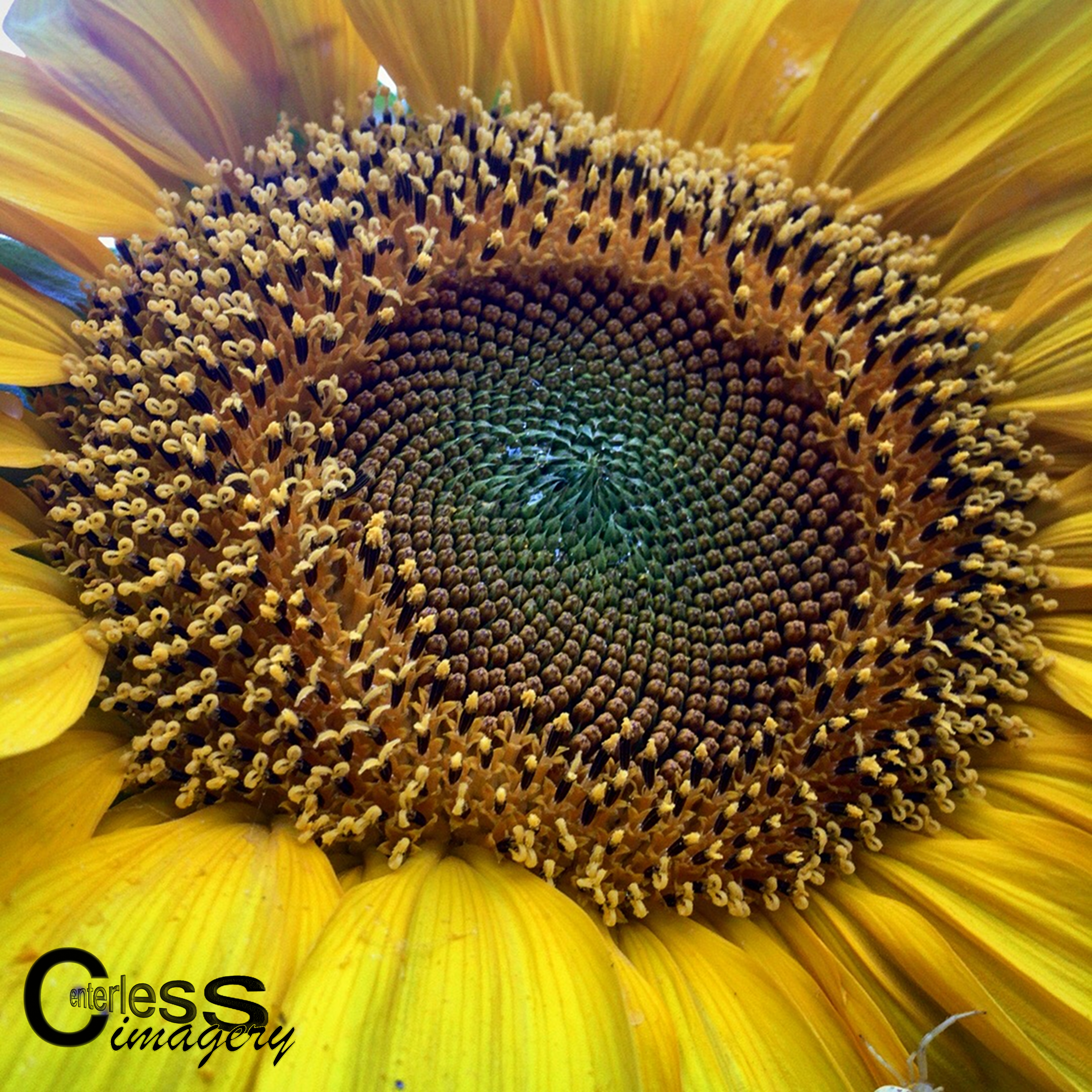 Sunflower Spiral