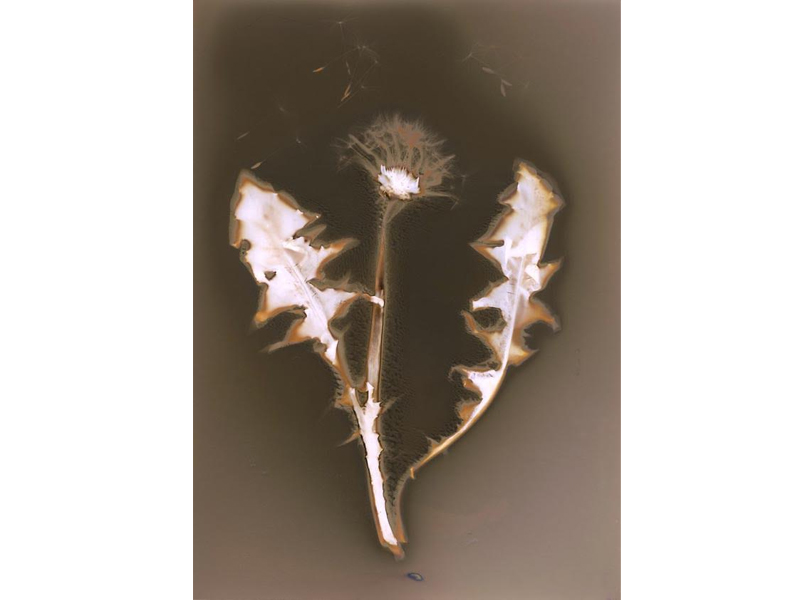  Lumen print of Dandelion ( Taraxacum officinale)  