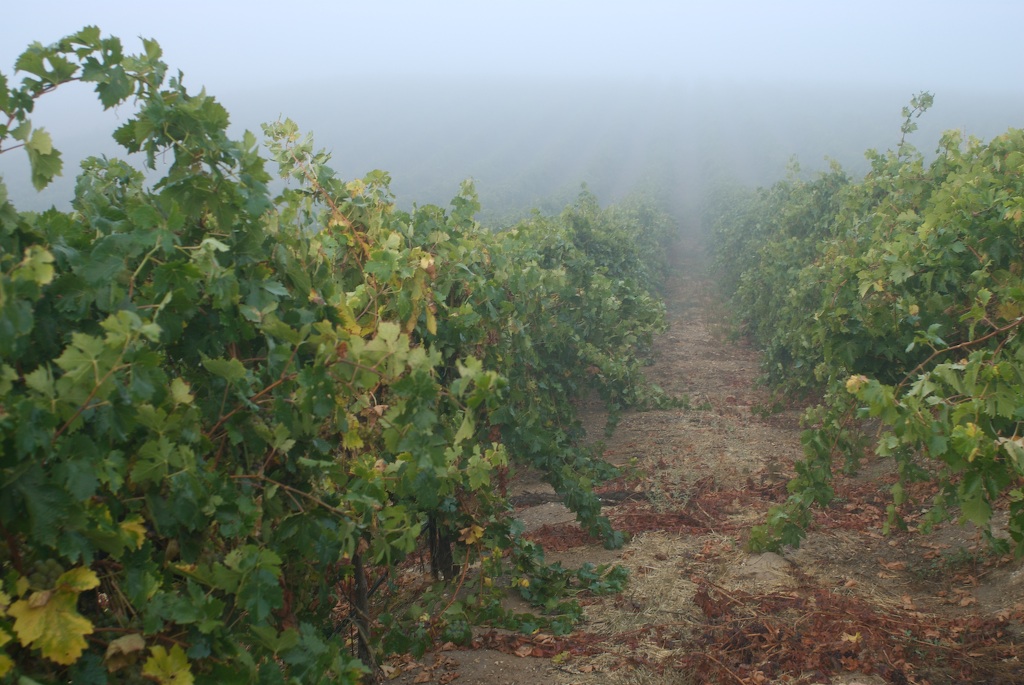 Malvasia late afternoon, same viewpoint, cooled by fog.