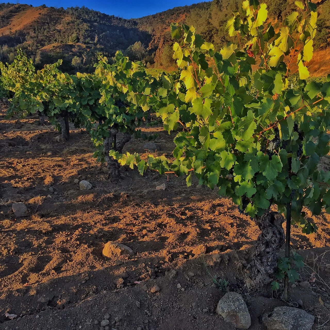EnzVineyardMourvedreSunriseHarvest2017.jpg