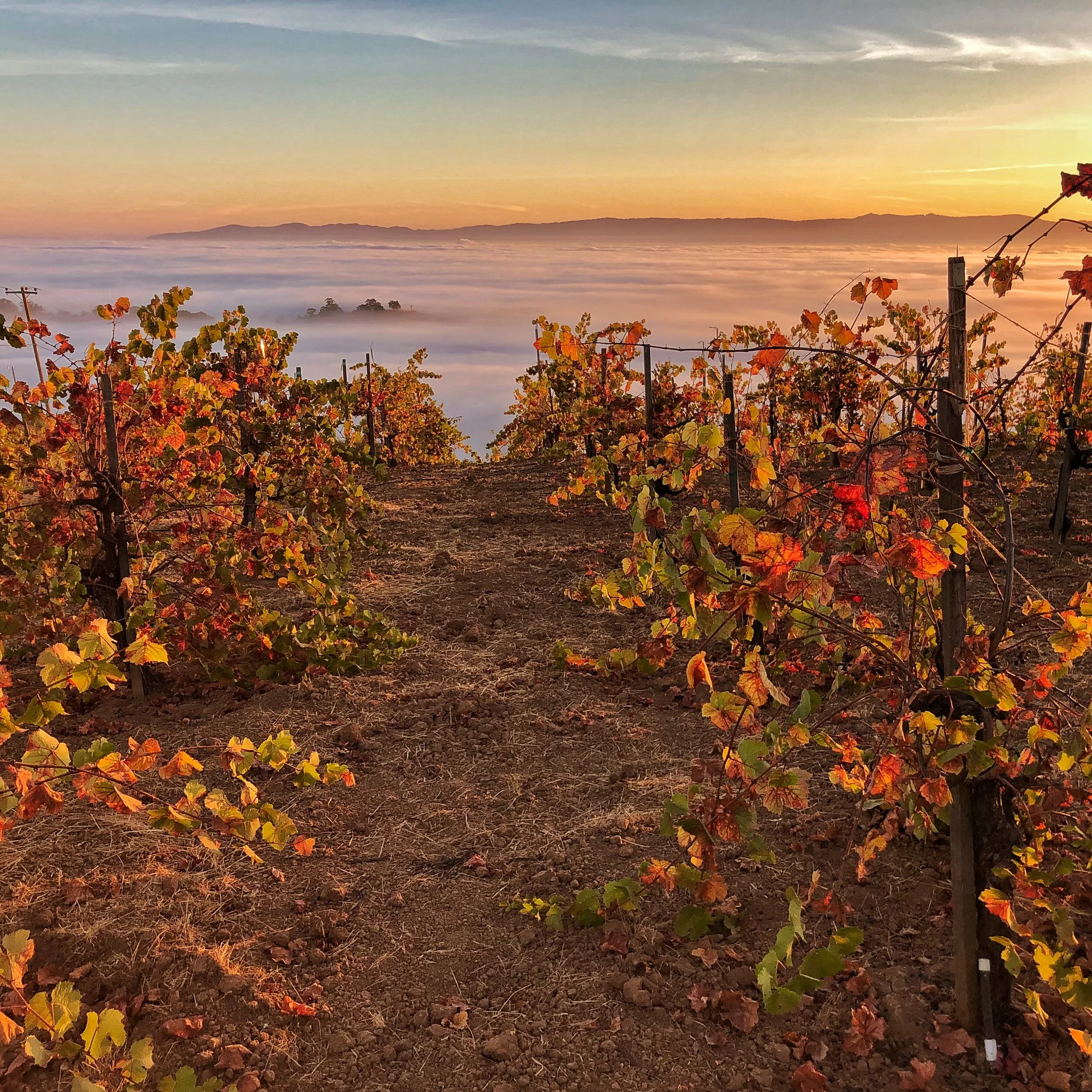 PMR Sunrise East Islands in Fog.jpg