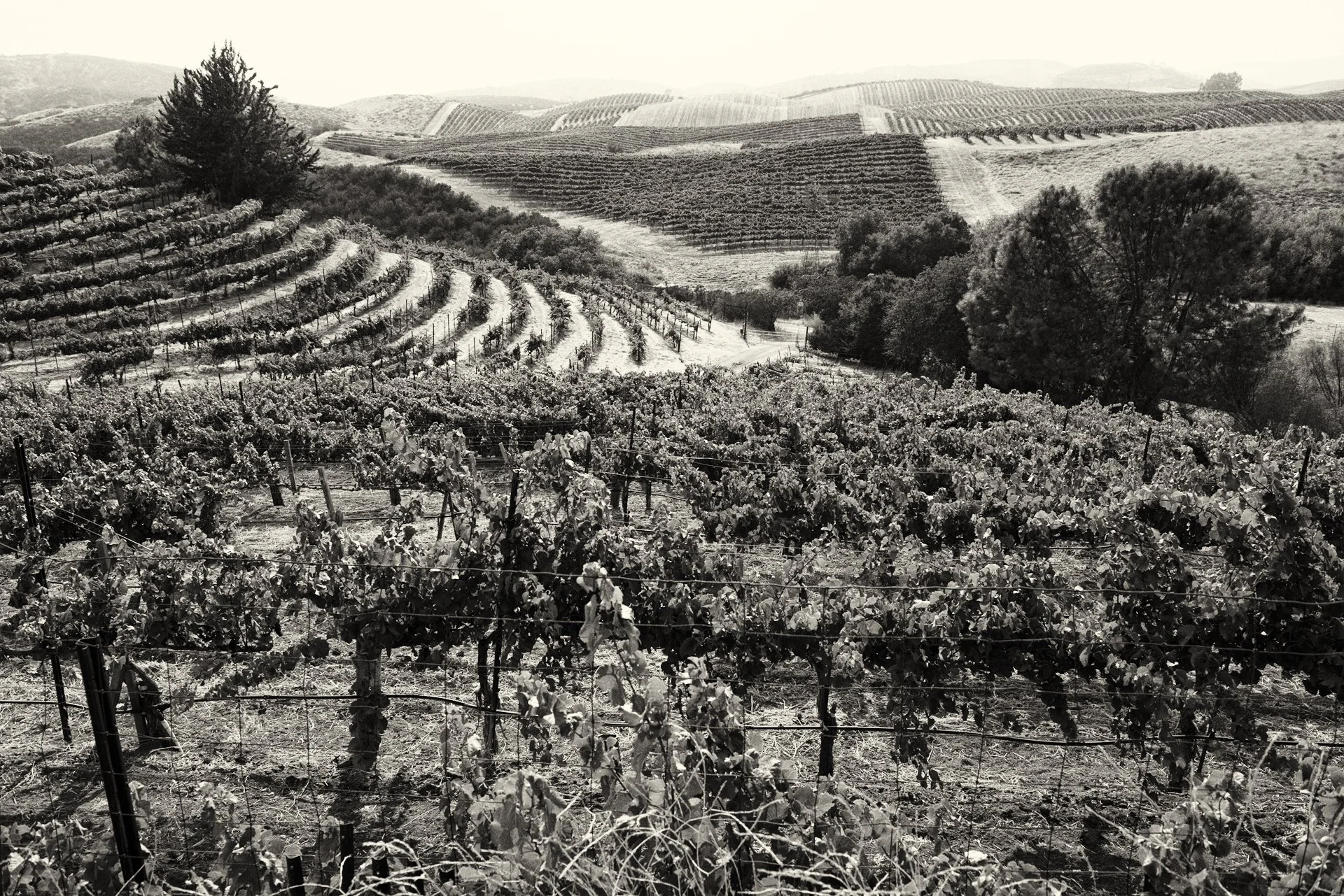 _DSC6700 Boer vineyard SEPIA b+w smaller copy 2.jpg