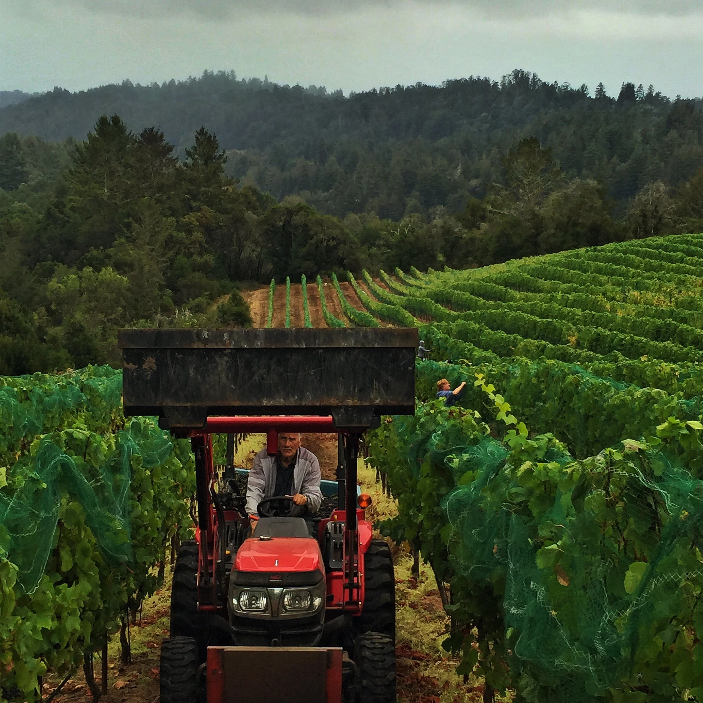 LiloLarryBucketRaisedGreatPhotoSquareIMG_2167 (2).JPG