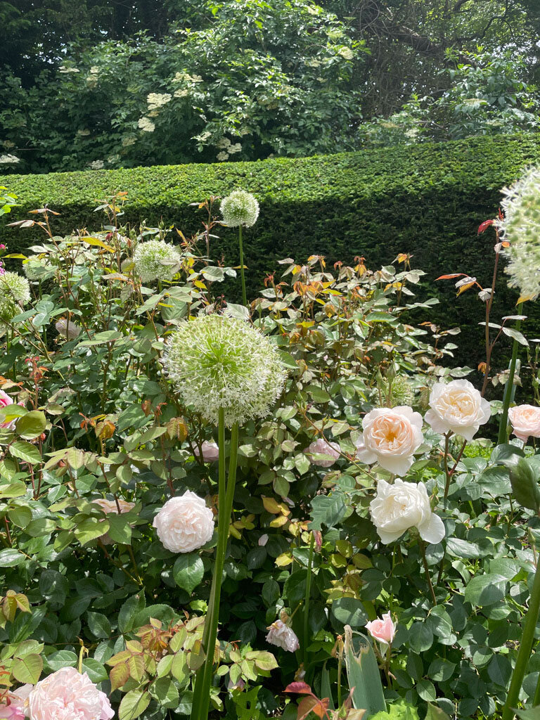 roses-arundel.jpg